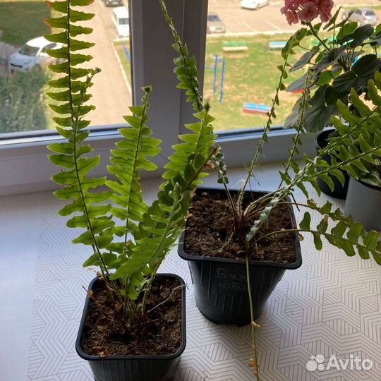 Папоротник