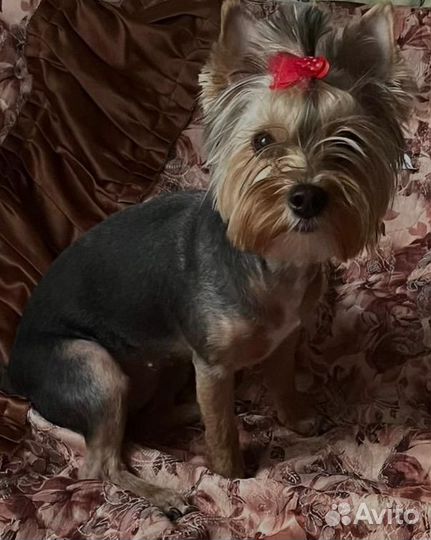 Йоркширский терьер щенки