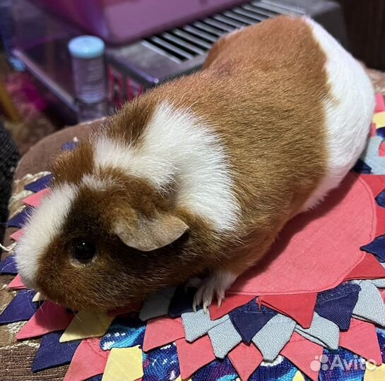 Морская свинка Тедди, девочка