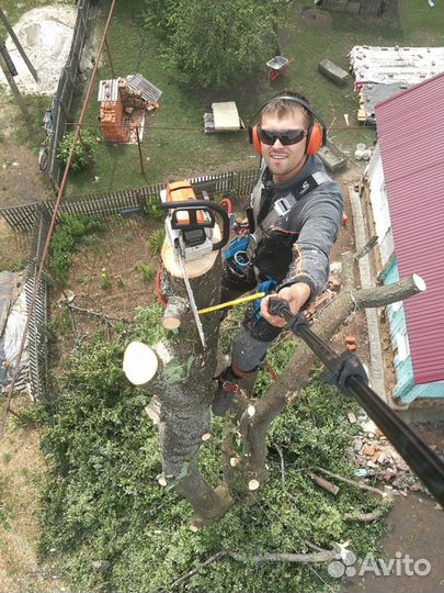 Спил деревьев