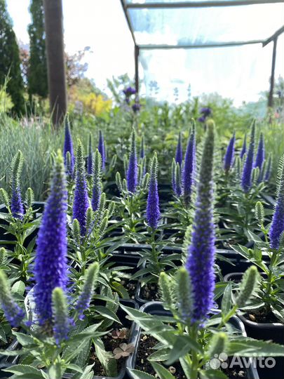 Многолетние растения для вашего сада