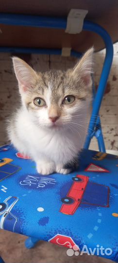 Котята сиамская