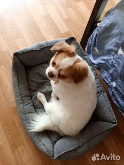 Передержка кошек, собачек, грызунов