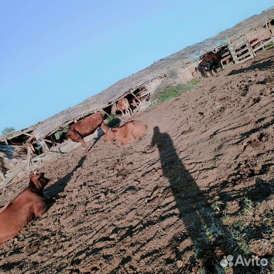 Коровы с телятами