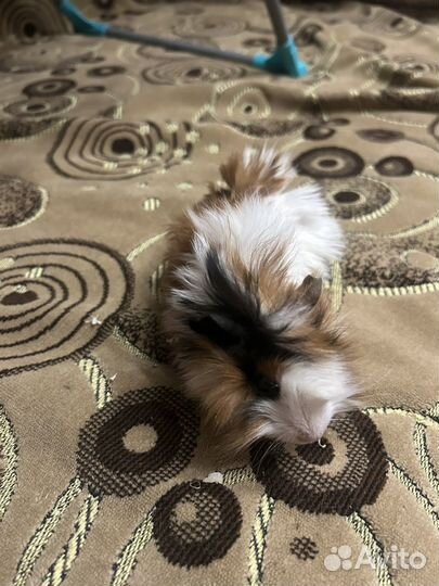 Морская свинка