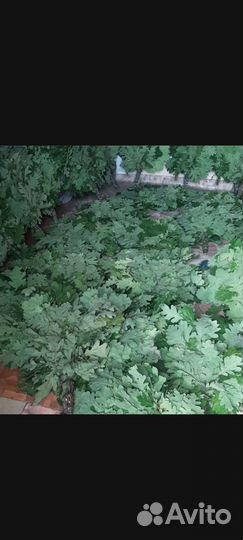 Дубовые веники для бани