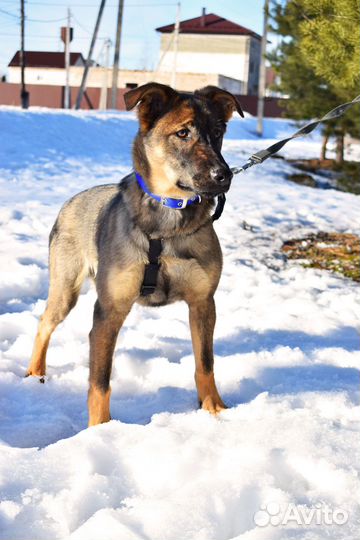 Чудо-щенок Оскар 5,5 мес