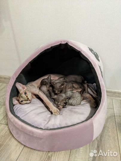 Автокресла,лежанки,домики для животных