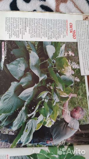 Георгины, Хоста