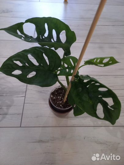 Монстера обликва