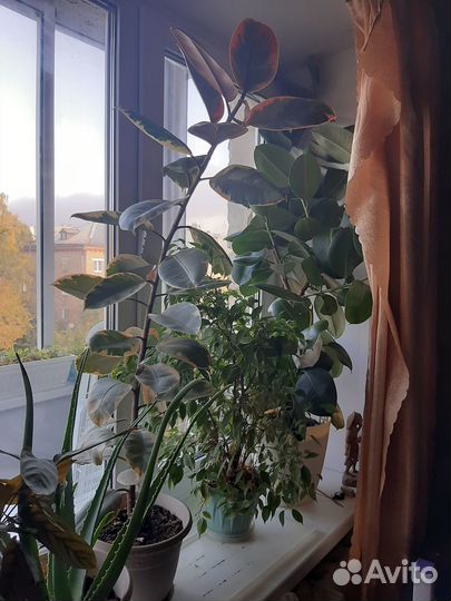 Нолина, замеокулькас, фикусы, маранта, фаленопсис