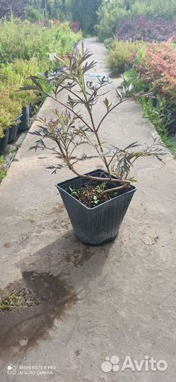 Бузина черная блэк лэйс