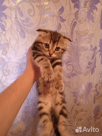 Вислоухий котенок в добрые руки