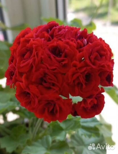 Герань белая, вишнёвая