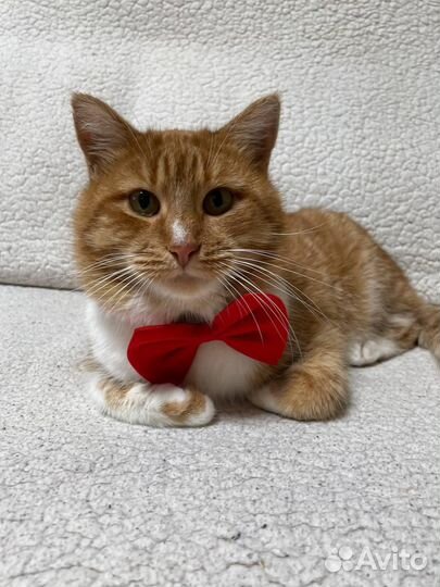 Котик в добрые руки