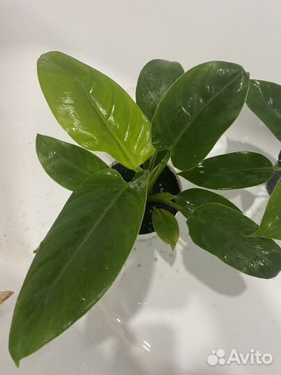 Филодендрон империал грин(imperial green)