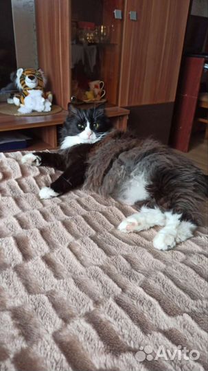 Взрослый кот ищет дом