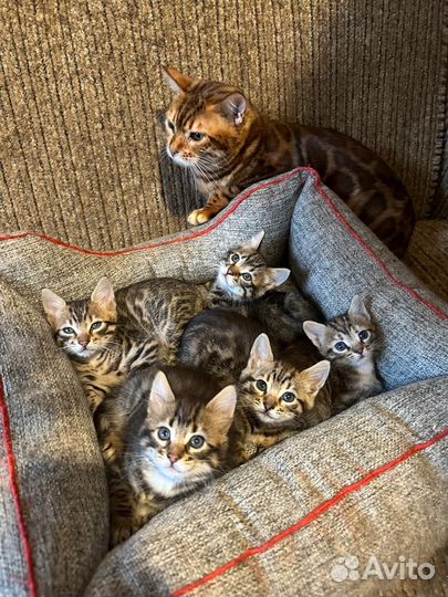 Бенгальские котята