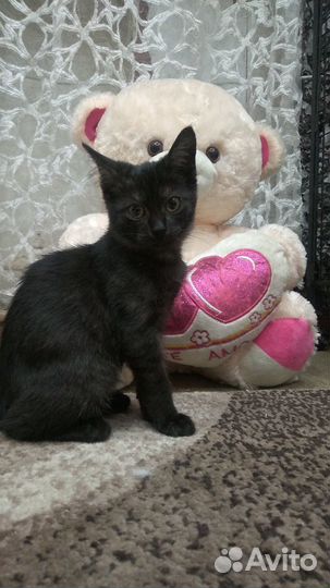 Счастливица Чернышка ищет любящую хозяйку