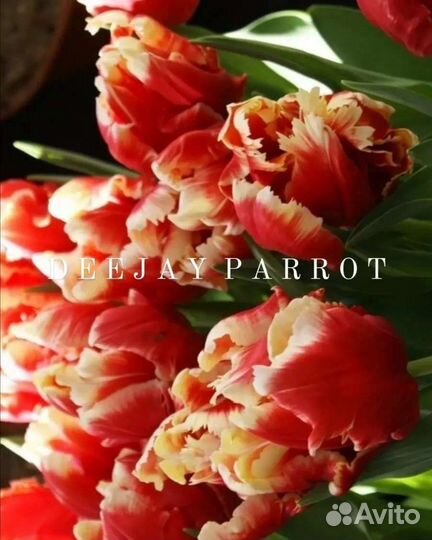 Тюльпаны луковицы махровые пионовидные