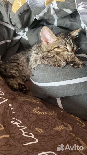 Кошка в дар бесплатно
