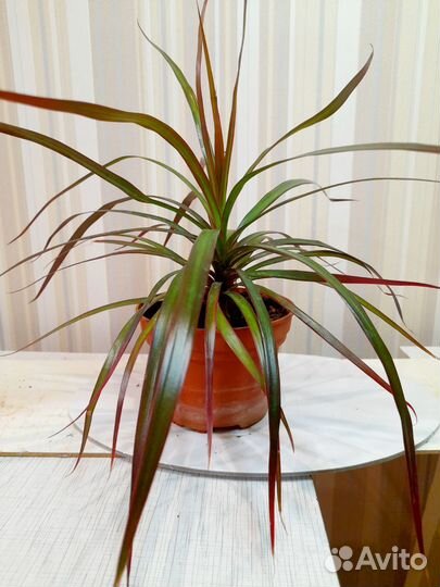 Драцена пальма
