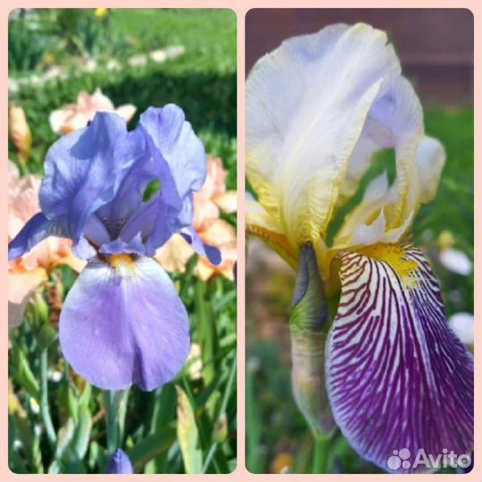 Ирисы