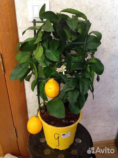 Лимон с плодами высокоурожайный сорт. Доставка