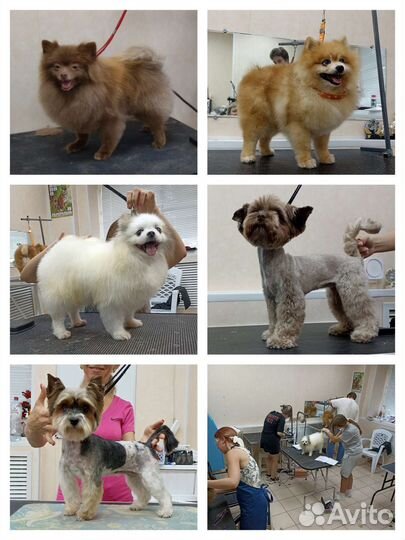 Курсы груминга (обучение стрижке собак и кошек )