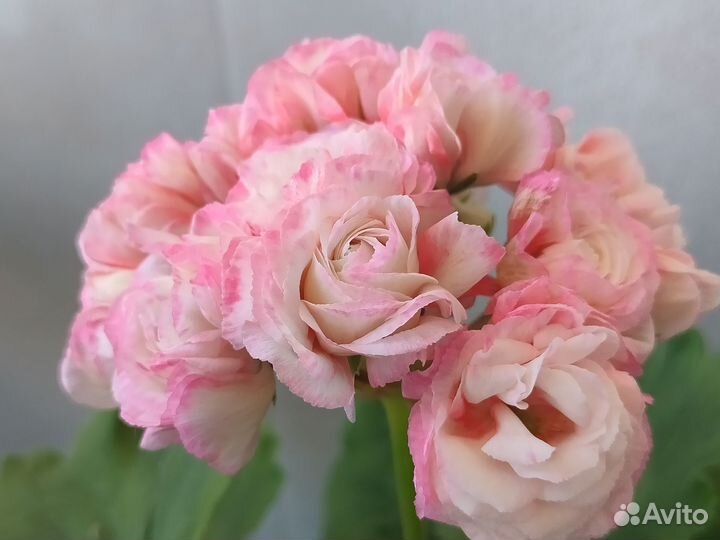 Комнатные домашние растения