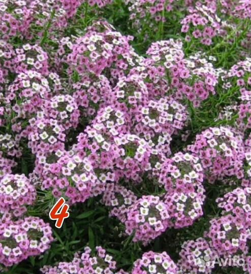 Калибрахоа, бакопа, немезия, петуния, алиссум