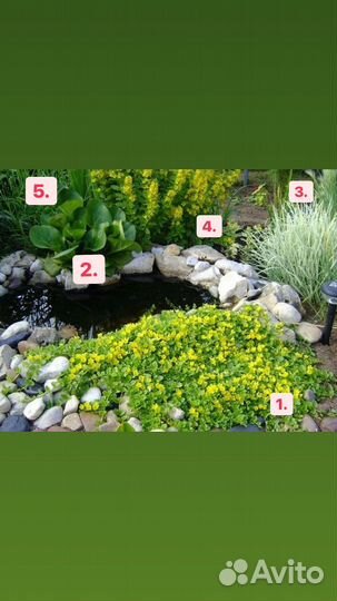 Набор готовая клумба
