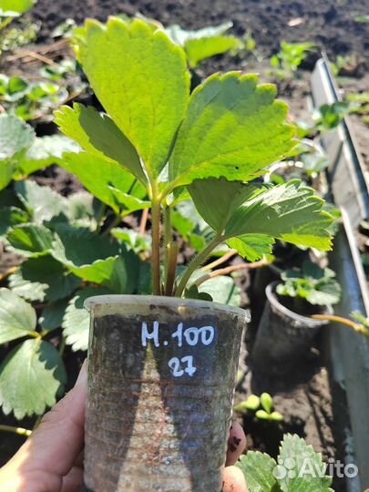 Рассада клубники