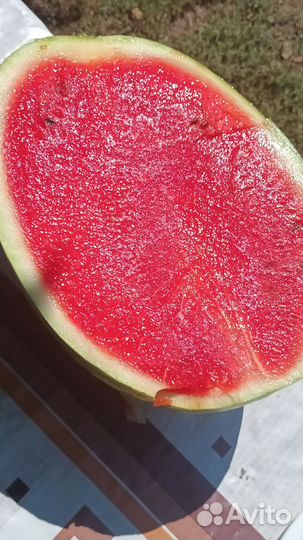 Арбуз каристан