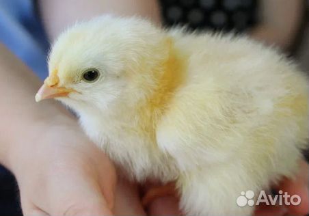 Цыплята бройлеры,индюшата,утята,гусята/доставка
