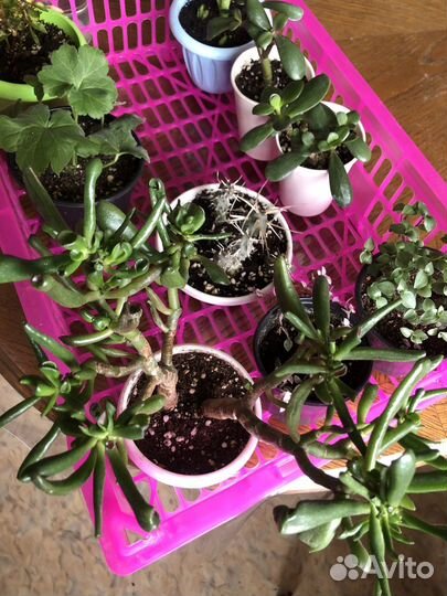 Каланхоэ, красула хоббит, денежное дерево