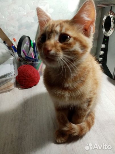 Котик в добрые руки