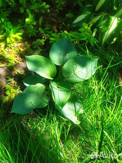 Хосты разные