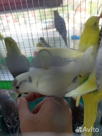 Попугай волнистый птенцы