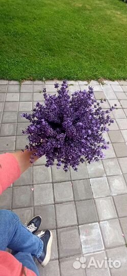 Букет лаванды. Свежая, осенняя срезка