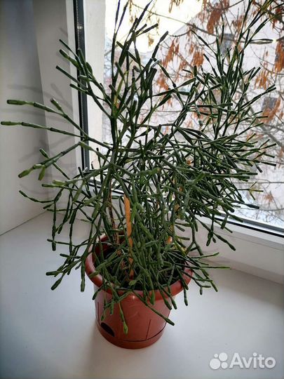 Хатиора Комнатные цветы