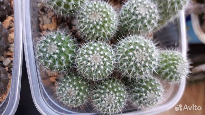 Кактусы коллекционные