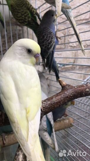 Волнистые попугайчики