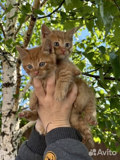 Котята