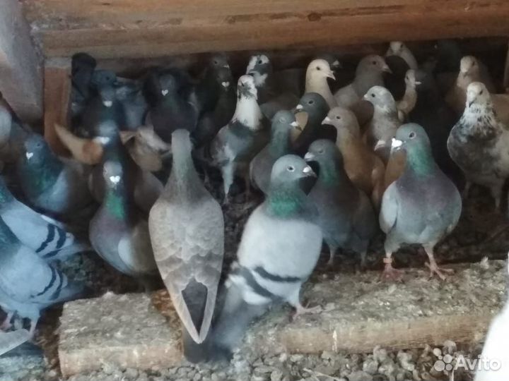 Вольные голуби