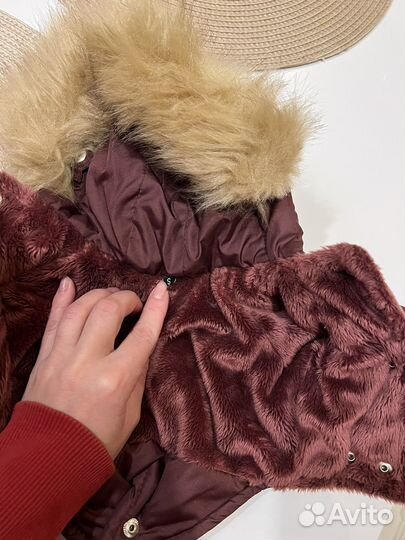 Одежда для чихуахуа