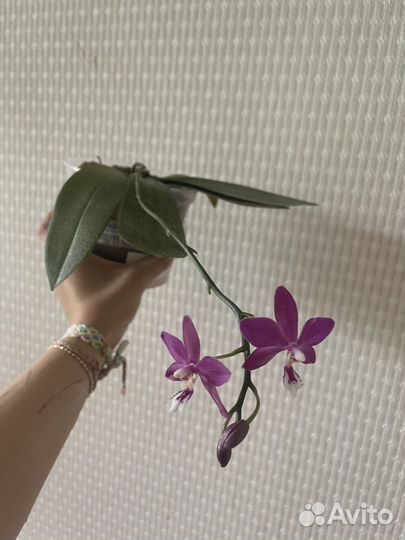 Орхидея фаленопсис bronze maiden 3048