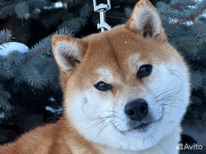 Мальчик сиба ину