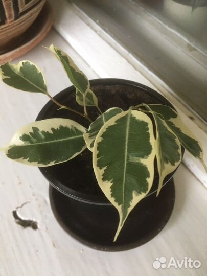 Фикус бенджамина
