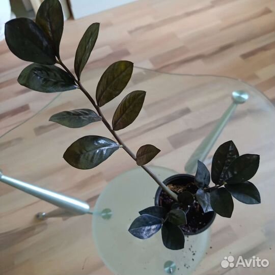 Замиокулькас черный равен